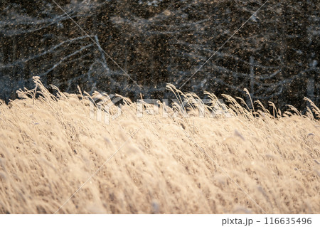 冬の霧ヶ峰 116635496