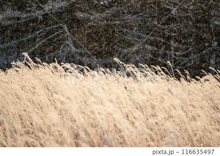 冬の霧ヶ峰 冬の霧ヶ峰 116635497
