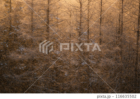 冬の霧ヶ峰 冬の霧ヶ峰 116635502