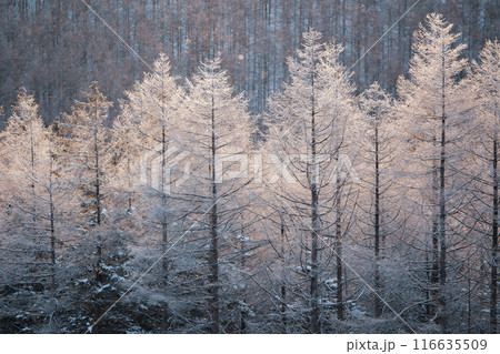 冬の霧ヶ峰 116635509