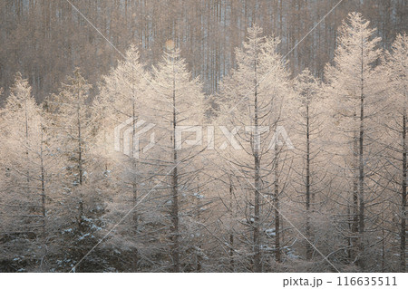 冬の霧ヶ峰 116635511