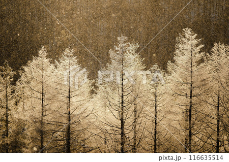 冬の霧ヶ峰 116635514