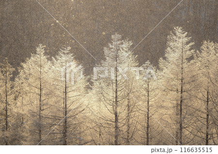 冬の霧ヶ峰 116635515