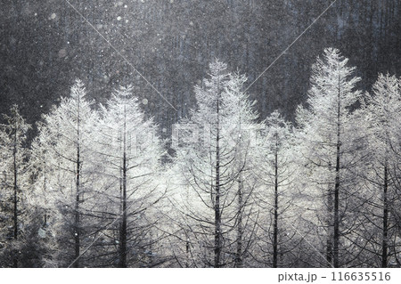 冬の霧ヶ峰 冬の霧ヶ峰 116635516