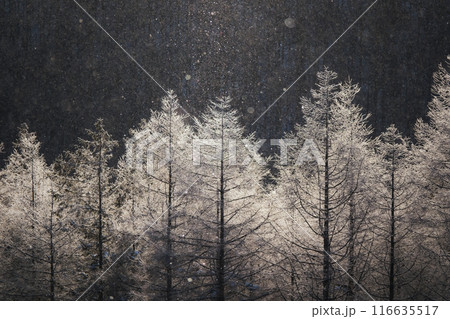 冬の霧ヶ峰 冬の霧ヶ峰 116635517