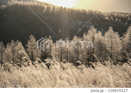 冬の霧ヶ峰 冬の霧ヶ峰 116635527