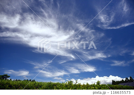 青空に浮かぶ白い雲 青空に浮かぶ白い雲 116635573