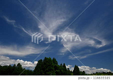 青空に浮かぶ白い雲 青空に浮かぶ白い雲 116635585