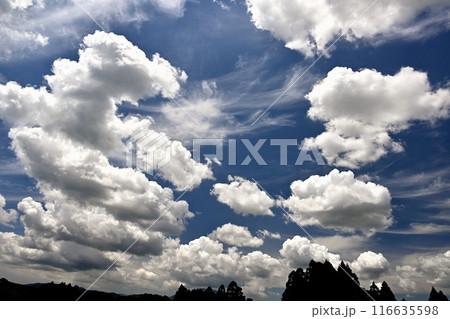 青空に浮かぶ白い雲 青空に浮かぶ白い雲 116635598