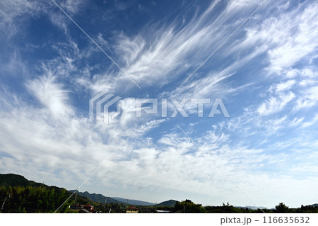 青空に浮かぶ白い雲 青空に浮かぶ白い雲 116635632