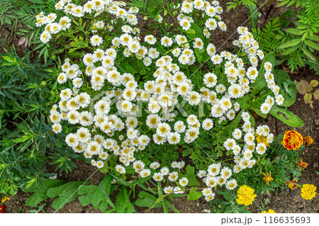 Flowering Pyrethrum in the garden 116635693