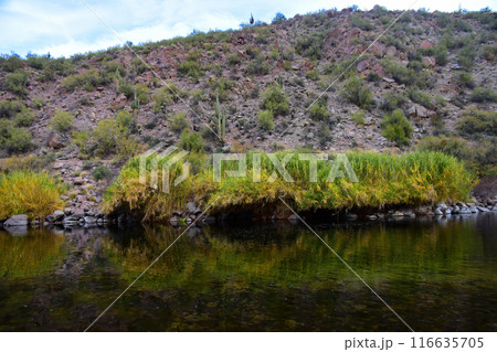 Salt River Recreation Area Arizona Salt River Recreation Area Arizona 116635705