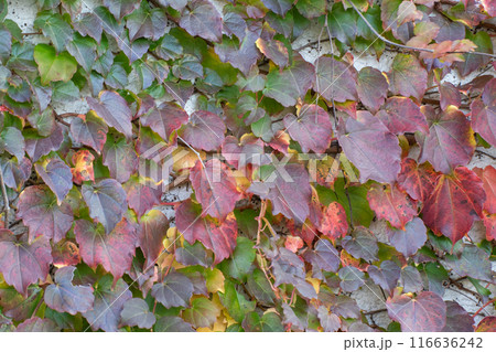 壁のツタの紅葉 壁のツタの紅葉 116636242