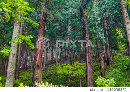 西福寺の森林【塩尻市】 116636272