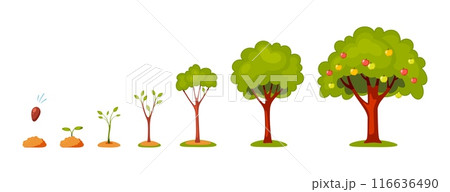 Life cycle of tree. Stylized plant, germination, growth proses, flowering and fruiting, horticultural crop, agriculture and gardening, stages from seedling to harvest vector cartoon flat concept Life cycle of tree. Stylized plant, germination, growth proses, flowering and fruiting, horticultural crop, agriculture and gardening, stages from seedling to harvest vector cartoon flat concept 116636490