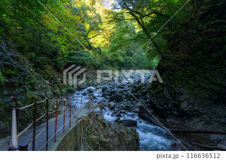 天岩戸神社 西本宮周辺参道　 “神話”の聖地＆ パワースポットを巡る旅に映える天岩戸神社(高千穂町) 116636512