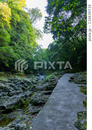 天岩戸神社 西本宮周辺参道　 “神話”の聖地＆ パワースポットを巡る旅に映える天岩戸神社(高千穂町) 116636516
