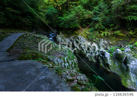 天岩戸神社 西本宮参道風景 “神話”の聖地& パワースポットを巡る旅に映える天岩戸神社(高千穂町) 天岩戸神社 西本宮参道風景 “神話”の聖地& パワースポットを巡る旅に映える天岩戸神社(高千穂町) 116636596