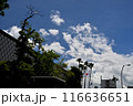 夏の青空と白い雲 116636651