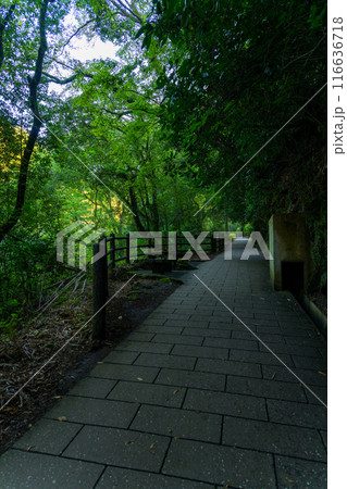 天岩戸神社 西本宮参道風景 “神話”の聖地& パワースポットを巡る旅に映える天岩戸神社(高千穂町) 天岩戸神社 西本宮参道風景 “神話”の聖地& パワースポットを巡る旅に映える天岩戸神社(高千穂町) 116636718