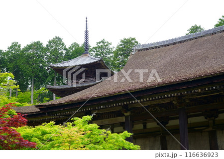 常楽寺/本堂の檜皮葺の屋根と三重塔(滋賀県湖南市) 常楽寺/本堂の檜皮葺の屋根と三重塔(滋賀県湖南市) 116636923