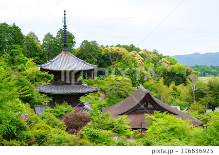 常楽寺/本堂の檜皮葺の屋根と三重塔(滋賀県湖南市) 常楽寺/本堂の檜皮葺の屋根と三重塔(滋賀県湖南市) 116636925