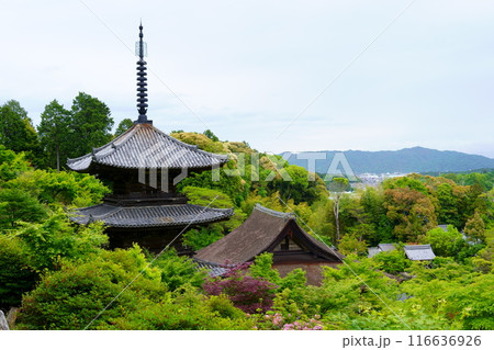 常楽寺／本堂の檜皮葺の屋根と三重塔（滋賀県湖南市） 116636926