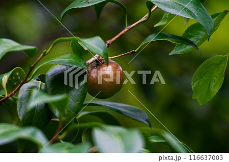 ツバキ科ヤブツバキの肉厚の果実 116637003