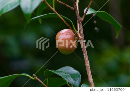 ツバキ科ヤブツバキの肉厚の果実 ツバキ科ヤブツバキの肉厚の果実 116637004