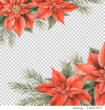 Poinsettia, Christmas red flower and green leaves. Watercolor botanical frame in Christmas style. Floral and plant trend. Drawing for Christmas and New Year holidays, invitations, cards, banners 116637037