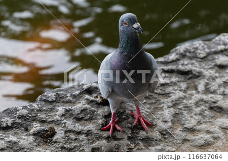 水際の鳩 水際の鳩 116637064