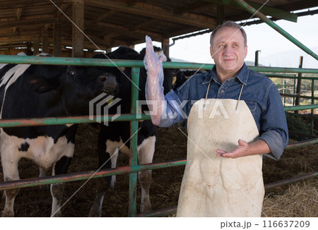 farmer prepares for artificial insemination of cows 116637209
