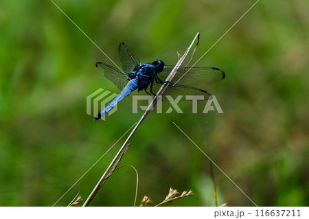枯れ枝に止まるオオシオカラトンボ♂ 枯れ枝に止まるオオシオカラトンボ♂ 116637211