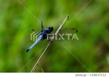 枯れ枝に止まるオオシオカラトンボ♂ 116637212