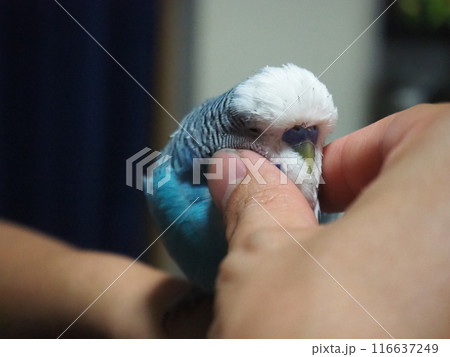 手に乗るセキセイインコ 116637249