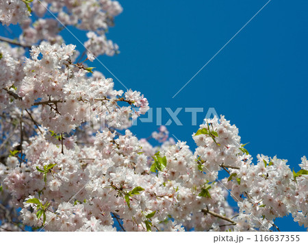 枝垂れ桜 枝垂れ桜 116637355