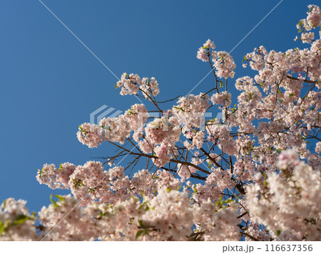 枝垂れ桜 枝垂れ桜 116637356