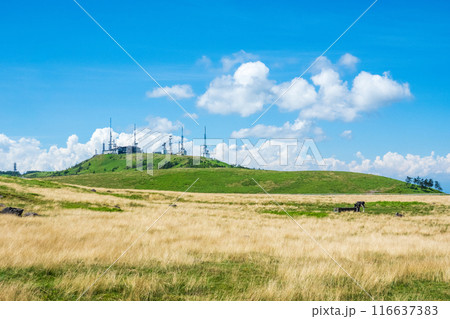 美ヶ原トレッキング(美ヶ原牧場と王ヶ頭) 美ヶ原トレッキング(美ヶ原牧場と王ヶ頭) 116637383