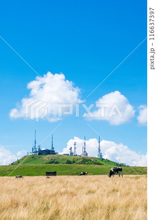 美ヶ原トレッキング(美ヶ原牧場と王ヶ頭) 美ヶ原トレッキング(美ヶ原牧場と王ヶ頭) 116637397