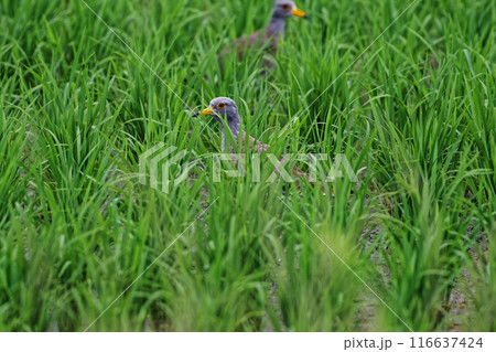 水田で採餌するチドリ科ケリの幼鳥 116637424