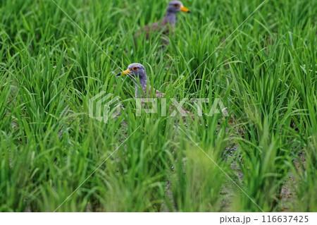 水田で採餌するチドリ科ケリの幼鳥 116637425