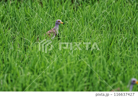 水田で採餌するチドリ科ケリの幼鳥 116637427
