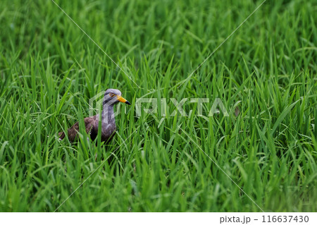 水田で採餌するチドリ科ケリの幼鳥 水田で採餌するチドリ科ケリの幼鳥 116637430