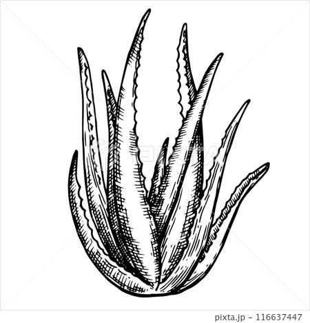 aloe vera, vector drawing in sketch style. natural cosmetic 116637447