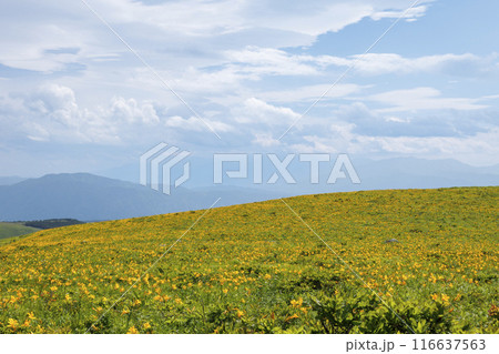 霧ヶ峰のニッコウキスゲ 116637563