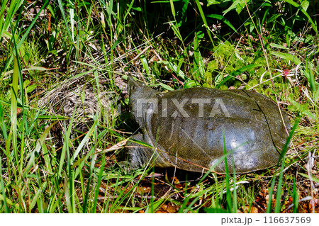 産卵に向かうスッポン 116637569