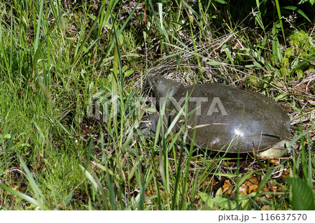 産卵に向かうスッポン 116637570