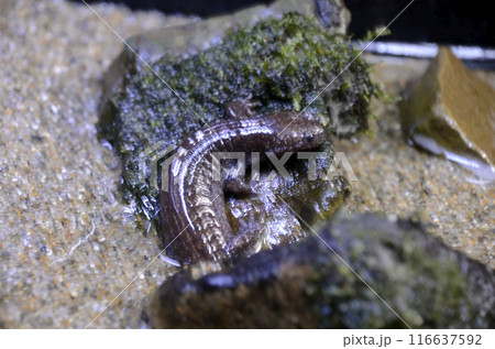 トウキョウサンショウウオ 116637592