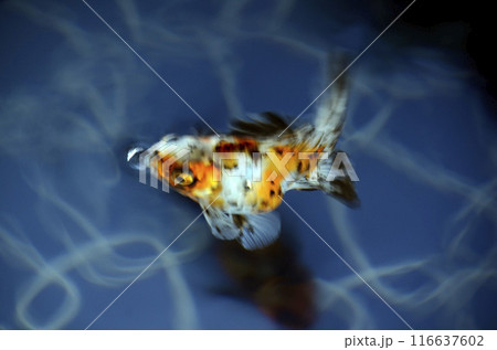金魚 金魚 116637602