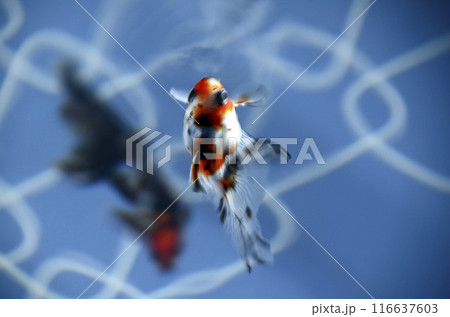 金魚 116637603